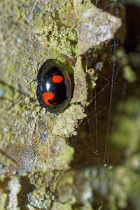 Exochomus quadripustulatus (Coccinellidae)  - Pine Ladybird Pas-de-Calais [France] 05/12/2015 - 40m