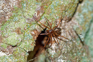 Lepthyphantes minutus (Linyphiidae)  Pas-de-Calais [France] 05/12/2015 - 40m