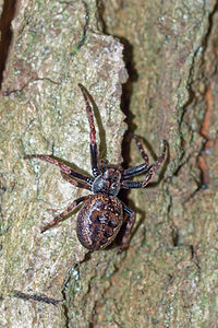 Nuctenea umbratica (Araneidae)  - Épeire des fissures Pas-de-Calais [France] 05/12/2015 - 40m