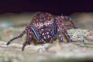 Nuctenea umbratica (Araneidae)  - Épeire des fissures Pas-de-Calais [France] 05/12/2015 - 40m