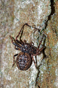 Nuctenea umbratica (Araneidae)  - Épeire des fissures Pas-de-Calais [France] 05/12/2015 - 40m