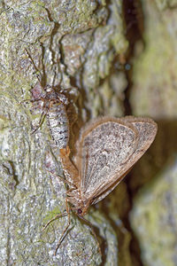 Operophtera brumata (Geometridae)  - Cheimatobie hiémale, Phalène brumeuse - Winter Moth Pas-de-Calais [France] 05/12/2015 - 40m