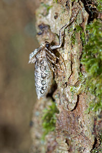 Operophtera brumata (Geometridae)  - Cheimatobie hiémale, Phalène brumeuse - Winter Moth Pas-de-Calais [France] 05/12/2015 - 40m