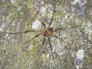 Phalangium opilio (Phalangiidae)  Pas-de-Calais [France] 05/12/2015 - 40m