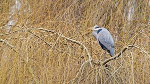 Ardea cinerea (Ardeidae)  - Héron cendré - Grey Heron Nord [France] 02/01/2016 - 30m