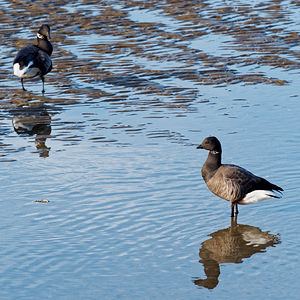 Branta bernicla (Anatidae)  - Bernache cravant - Brent Goose  [Pays-Bas] 01/01/2016