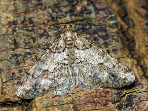 Agriopis leucophaearia (Geometridae)  - Hibernie grisâtre - Spring Usher Pas-de-Calais [France] 12/02/2016 - 100m