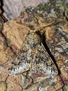 Apocheima hispidaria (Geometridae)  - Nyssie hispide - Small Brindled Beauty Pas-de-Calais [France] 12/02/2016 - 100m