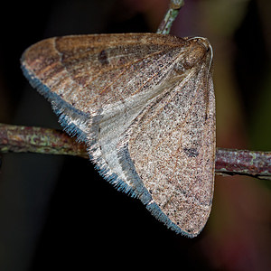 Theria primaria (Geometridae)  - Phalène précoce - Early Moth Pas-de-Calais [France] 12/02/2016 - 50m