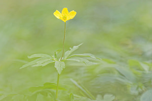 Anemone ranunculoides (Ranunculaceae)  - Anémone fausse renoncule - Yellow Anemone  [France] 30/04/2016 - 190m