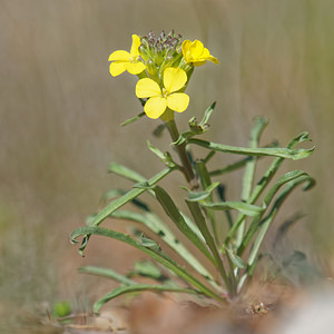 Erysimum virgatum (Brassicaceae)  - Vélar en baguette, Vélar à feuilles d'épervière Vaucluse [France] 10/04/2016 - 670m