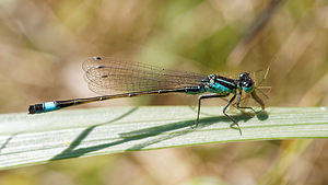 Ischnura elegans (Coenagrionidae)  - Agrion élégant - Blue-tailed Damselfly Bouches-du-Rhone [France] 09/04/2016