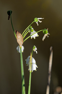 Leucojum aestivum (Amaryllidaceae)  - Nivéole d'été - Summer Snowflake Bouches-du-Rhone [France] 09/04/2016