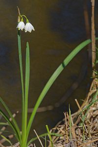 Leucojum aestivum (Amaryllidaceae)  - Nivéole d'été - Summer Snowflake Bouches-du-Rhone [France] 09/04/2016