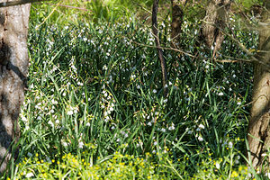 Leucojum aestivum (Amaryllidaceae)  - Nivéole d'été - Summer Snowflake Bouches-du-Rhone [France] 09/04/2016