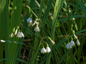 Leucojum aestivum (Amaryllidaceae)  - Nivéole d'été - Summer Snowflake Bouches-du-Rhone [France] 09/04/2016