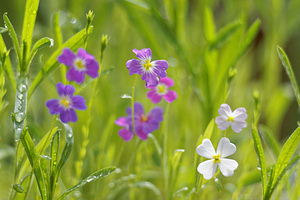 Malcolmia maritima (Brassicaceae)  - Julienne maritime - Virginia Stock Nord [France] 24/04/2016 - 40m