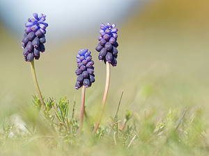 Muscari botryoides (Asparagaceae)  - Muscari fausse botryde, Muscari faux botrys, Muscari botryoïde, Muscari en grappe - Compact Grape-hyacinth Vaucluse [France] 10/04/2016 - 860m