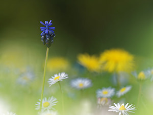 Muscari botryoides Muscari fausse botryde, Muscari faux botrys, Muscari botryoïde, Muscari en grappe Compact Grape-hyacinth