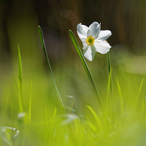 Narcissus poeticus (Amaryllidaceae)  - Narcisse des poètes - Pheasant's-eye Daffodil Vaucluse [France] 10/04/2016 - 460m