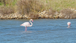 Phoenicopterus roseus (Phoenicopteridae)  - Flamant rose - Greater Flamingo Bouches-du-Rhone [France] 09/04/2016