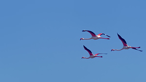 Phoenicopterus roseus (Phoenicopteridae)  - Flamant rose - Greater Flamingo Bouches-du-Rhone [France] 09/04/2016