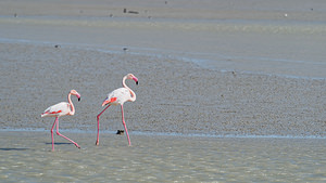 Phoenicopterus roseus (Phoenicopteridae)  - Flamant rose - Greater Flamingo Bouches-du-Rhone [France] 09/04/2016