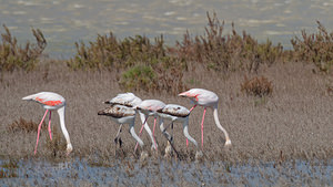 Phoenicopterus roseus (Phoenicopteridae)  - Flamant rose - Greater Flamingo Bouches-du-Rhone [France] 09/04/2016