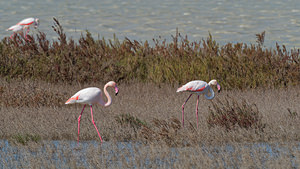 Phoenicopterus roseus (Phoenicopteridae)  - Flamant rose - Greater Flamingo Bouches-du-Rhone [France] 09/04/2016