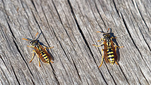 Polistes gallicus (Vespidae)  Bouches-du-Rhone [France] 09/04/2016