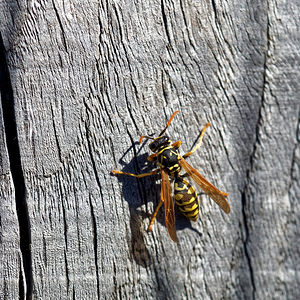 Polistes gallicus (Vespidae)  Bouches-du-Rhone [France] 09/04/2016