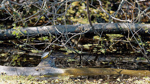 Trachemys scripta elegans (Emydidae)  - Trachémyde à tempes rouges, tortue de Floride - Red-eared slider Vaucluse [France] 10/04/2016 - 20m