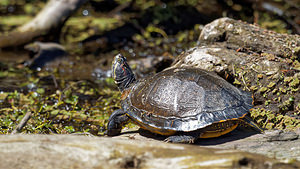 Trachemys scripta elegans (Emydidae)  - Trachémyde à tempes rouges, tortue de Floride - Red-eared slider Vaucluse [France] 10/04/2016 - 20m