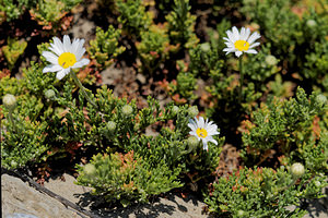 Tripleurospermum maritimum (Asteraceae)  - Matricaire maritime - Sea Mayweed Bouches-du-Rhone [France] 09/04/2016