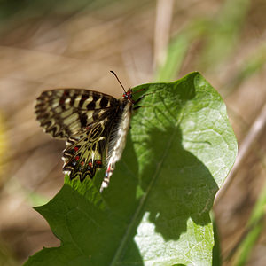 Zerynthia polyxena (Papilionidae)  - Diane, Thaïs - Southern Festoon Vaucluse [France] 10/04/2016 - 460m