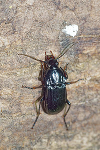 Abax parallelepipedus (Carabidae)  - Grand abax Pas-de-Calais [France] 07/05/2016 - 150m