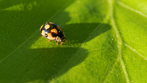 Adalia decempunctata (Coccinellidae)  - Coccinelle à dix points - Ten-spot Ladybird Ardennes [France] 08/05/2016 - 470m