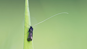 Adela reaumurella (Adelidae)  - Adèle verdoyante Marne [France] 01/05/2016 - 160m