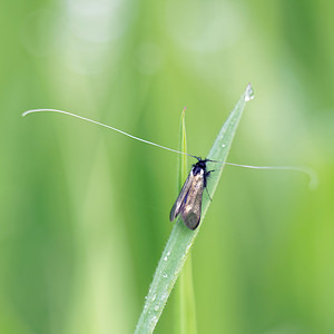 Adela reaumurella (Adelidae)  - Adèle verdoyante Marne [France] 01/05/2016 - 160m