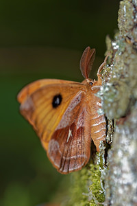 Aglia tau (Saturniidae)  - Hachette Ardennes [France] 09/05/2016 - 490m