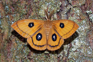 Aglia tau (Saturniidae)  - Hachette Ardennes [France] 09/05/2016 - 490m