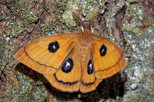 Aglia tau (Saturniidae)  - Hachette Ardennes [France] 09/05/2016 - 490m