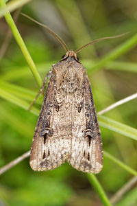 Agrotis ipsilon (Noctuidae)  - Noctuelle baignée - Dark Sword-grass Drome [France] 24/05/2016 - 390m