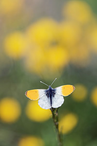 Anthocharis cardamines (Pieridae)  - Aurore - Orange-tip Drome [France] 25/05/2016 - 1190m