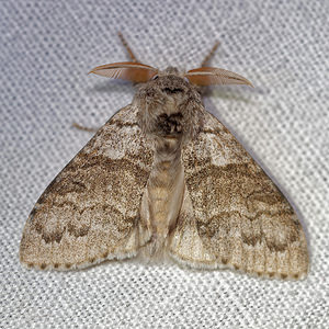 Calliteara pudibunda (Erebidae)  - Pudibonde, Patte-Etendue - Pale Tussock Hautes-Alpes [France] 31/05/2016 - 890m