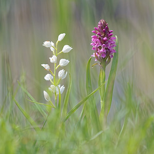 Cephalanthera longifolia (Orchidaceae)  - Céphalanthère à feuilles longues, Céphalanthère à longues feuilles, Céphalanthère à feuilles en épée - Narrow-leaved Helleborine Hautes-Alpes [France] 31/05/2016 - 1060mAvec ? droite Dactylorhiza incarnata, pas courant comme voisins?