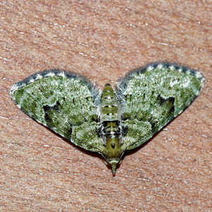 Chloroclystis v-ata (Geometridae)  - Eupithécie couronnée - V-pug Pas-de-Calais [France] 07/05/2016 - 150m