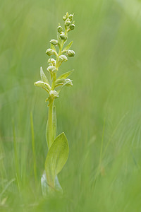 Coeloglossum viride (Orchidaceae)  - Coeloglosse vert, Orchis grenouille, Dactylorhize vert, Orchis vert - Frog Orchid Hautes-Alpes [France] 31/05/2016 - 1120m