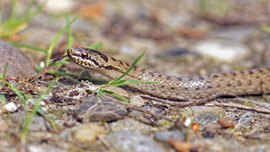 Coronella austriaca (Colubridae)  - Coronelle lisse - Smooth Snake Bas-Rhin [France] 22/05/2016 - 170m