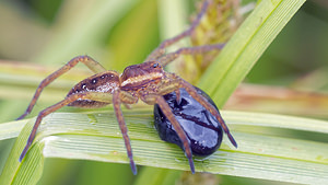 Dolomedes fimbriatus Dolomède des marais, Dolomède bordé Raft Spider